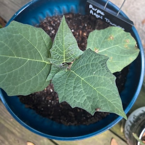 Sarah added a photo of their purchase