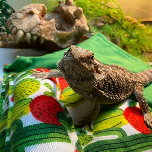 bearded dragon sleeping bag