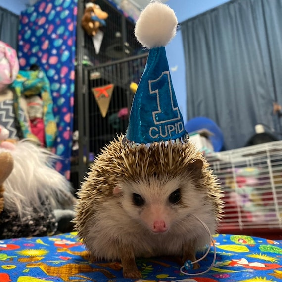 Customer photo of a pet with the First Birthday hat and matching tie or bow