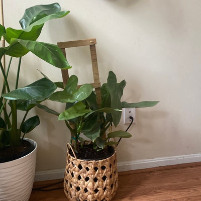 Philodendron Silver Sword Trellis, Live Plant Indoor Air Purifier - Etsy