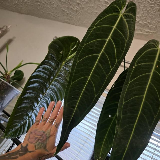 Anthurium Warocqueanum Large - Etsy