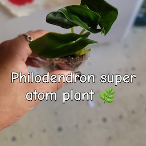 Acquirente Etsy ha aggiunto una foto del proprio acquisto