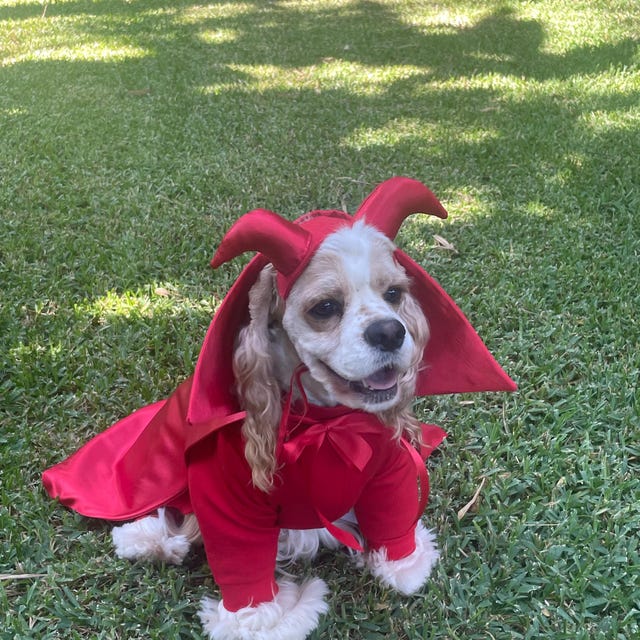 ハスキー柄ワンピース Puppy Wearing Santa Hat and Suit Cute Humorous Funny Dog