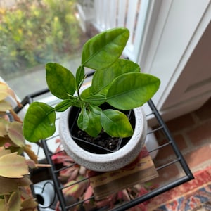 Ann added a photo of their purchase