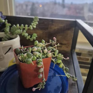 Dora added a photo of their purchase