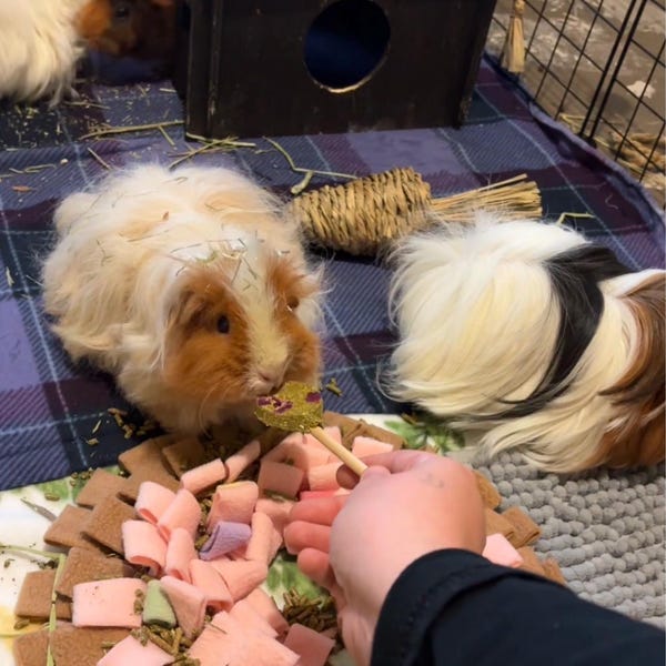 Timothy Hay Flower Pops! Oat Free Rabbit Treat / Hamster / Guinea Pig ...