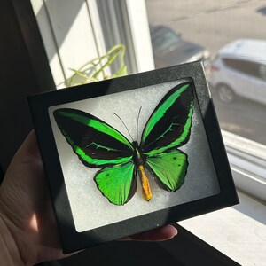 Ornithoptera Priamus Poseidon MALE Birdwing Green Black Butterfly