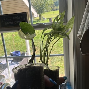 Punny added a photo of their purchase