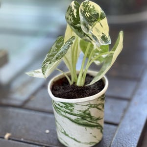 Laurell added a photo of their purchase