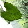 White Lava Elephant Ear (Colocasia) - Live Tropical Plant In 3" Pot From Wellspring Gardens