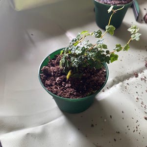 String of frogs 2” pot (ALL PLANTS require you to purchase 2 plants!)