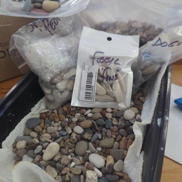 Collection of SMALL Layered Limestone Rocks, Layered Rocks, Under 1 1/4 ...