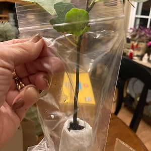 Wendy added a photo of their purchase