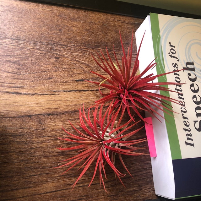 CTS Airplants by CTSairplants on Etsy