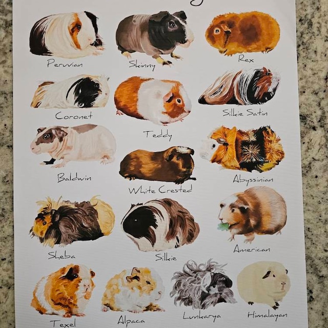 List of guinea pig breeds 2024
