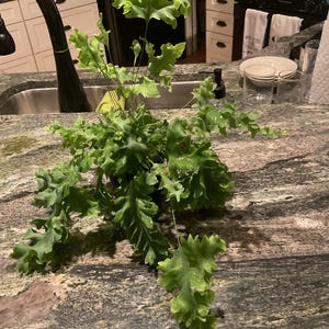 Jenny added a photo of their purchase