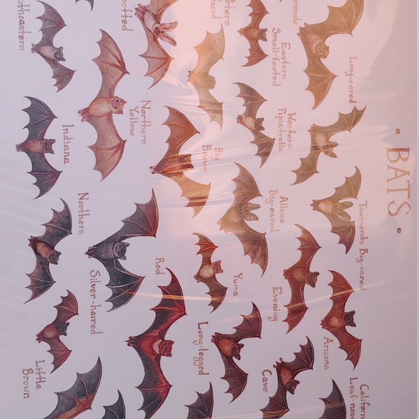 Bats of North America Field Guide Art Print / Watercolor Wildlife ...