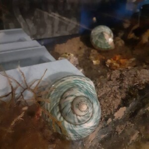 Spotted Banded Tun Sea Shell NIGHTLIGHT Bathroom Kitchen - Etsy