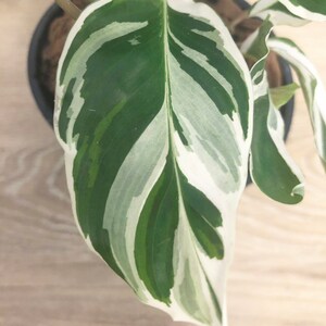 sarahstaley21 added a photo of their purchase