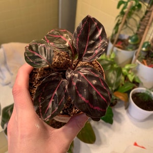 Hannah ha aggiunto una foto del proprio acquisto