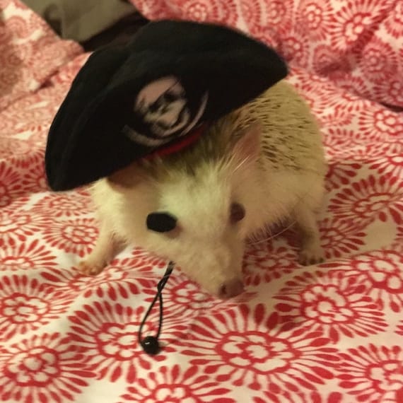 Customer photo of a pet with the Pirate hat and Military beret for hedgehog