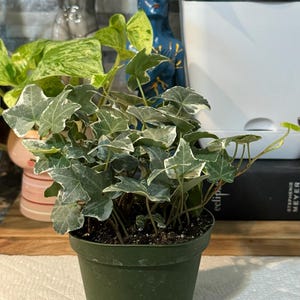 MoonWitch added a photo of their purchase