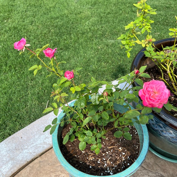 Dream Light. 梦光环 Japanese Rose. Continue Blooming Fragrance Rose. Own ...