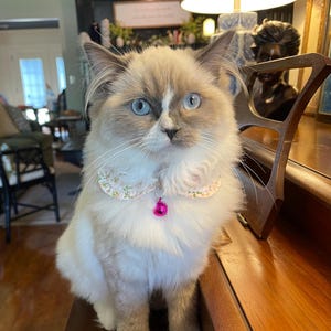 Jill added a photo of their purchase