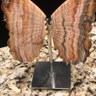 Reviewer's image