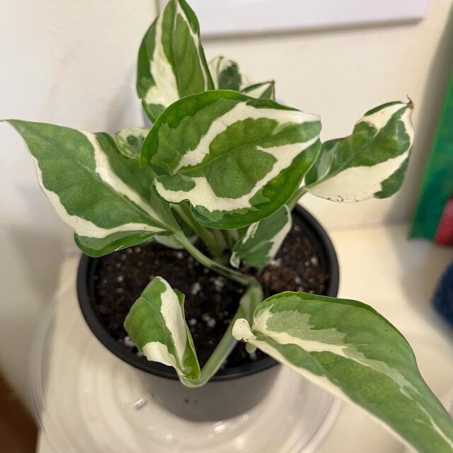 Pothos Glacier Starter Plant - Epipremnum Aureum - 3" Pot - Etsy