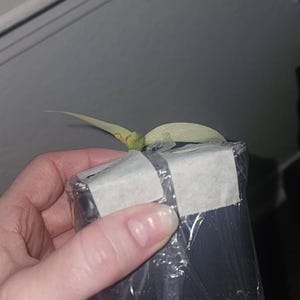 Cynthia added a photo of their purchase