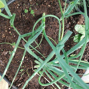 Spider dodał(a) zdjęcie swoich zakupów