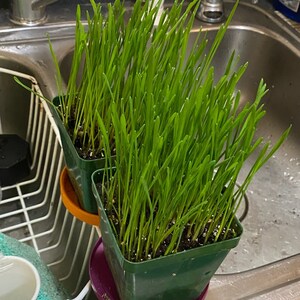 Karen added a photo of their purchase