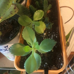 Aixa a ajouté une photo de son achat