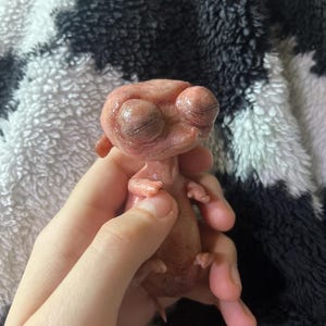 Brooke added a photo of their purchase