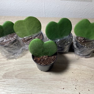 Inactive account added a photo of their purchase