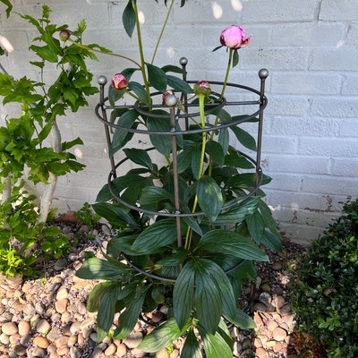 Heavy Duty Peony, Hydrangea GROW THROUGH Plant Support-herbaceous ...