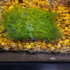 Marcus added a photo of their purchase