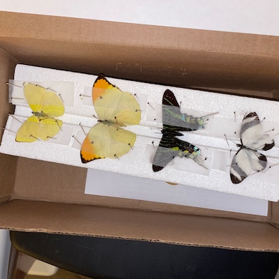 Butterfly Moth Spreading Board With Grid Sticker Taxidermy Entomology