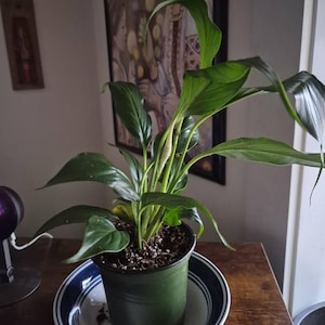 William added a photo of their purchase