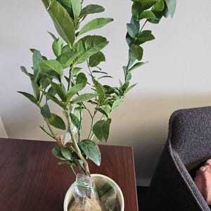Susana さんが購入した商品の写真を追加しました