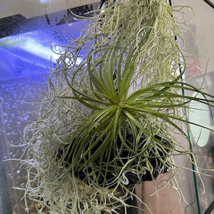 Saran heeft een foto van zijn/haar aankoop toegevoegd