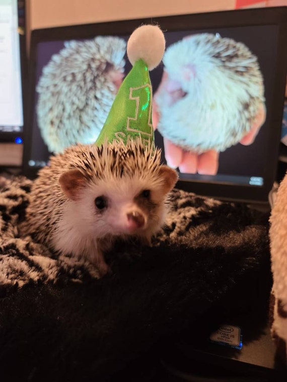 Customer photo of a pet with the First Birthday hat and matching tie or bow