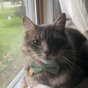 BNB Emerald Green Dog Bowtie main image 1