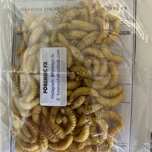 Maggots for Film and TV Props, Zombie, Halloween and Special Effects Makeup  SFX, Medical. First Aid and Forensic Training 