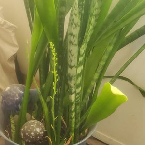 Jenene added a photo of their purchase