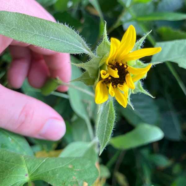 Mixed Color Rare Iris Flower Seeds – 30 Pieces, Perennial, For Autumn, Spring & Summer Blooms 6 thumbnail image
