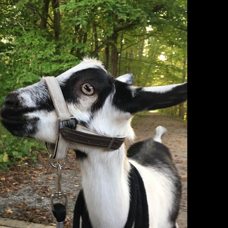 Lightweight Adjustable Goat Halter Pygmy and Nigerian Dwarf