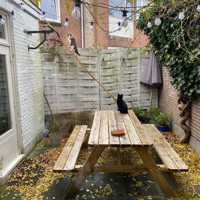 Kattenladder