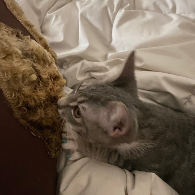 The Original Cat Pacifier made for cats that suckle. by Catsifier